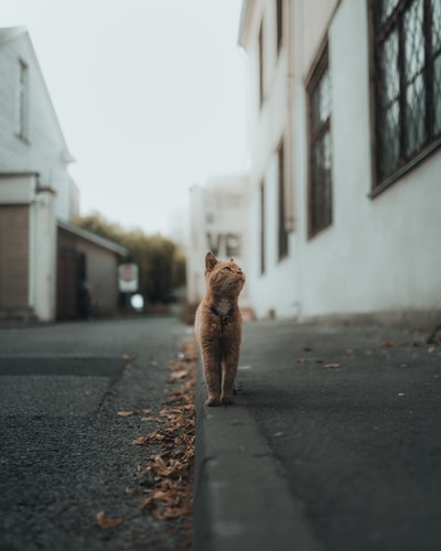 Brown long-haired dog for a walk in the street during the day
